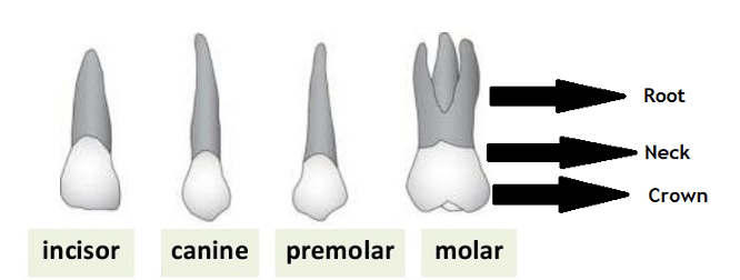 teeth